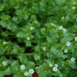 Uši od korova: kako se riješiti